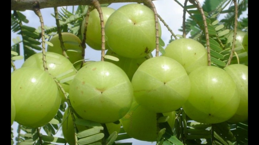 ডায়াবেটিস নিয়ন্ত্রণ করবে আমলকি