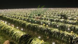 শার্শায় কৃত্রিম আলোয় ড্রাগন চাষে তিনগুণ ফলন