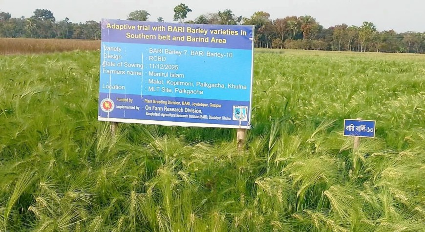 লবণাক্ত জনপদে কৃষিতে নতুন সম্ভাবনা বার্লি চাষ