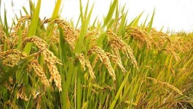 কৃষি ও কৃষক