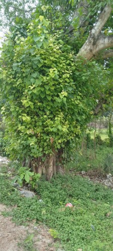 শহীদ প্রেসিডেন্ট জিয়াউর রহমানের হাতে রোপনকৃত পাবনা ঈশ্বরদী' স্কুল পাড়া চারা বটগাছটি সংরক্ষনের দাবি এলাকাবাসীর